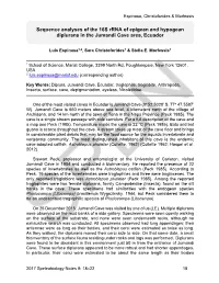 Sequence Analyses of the 16S Rrna of Epigean and Hypogean Diplurans in the Jumandi Cave Area, Ecuador