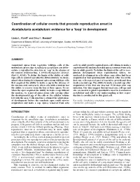 Coordination of Cellular Events That Precede Reproductive Onset in Acetabularia Acetabulum: Evidence for a ‘Loop’ in Development