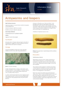 Armyworms and Loopers