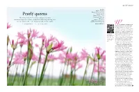 Pearly Queens Where the Netherlands, on Two Sites South of Amsterdam and at When Most Other Flowers Have Faded, Nerines and Creil in the Province of Flevoland