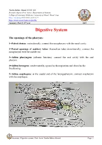 Digestive System