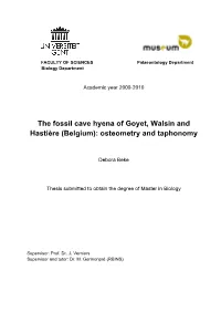 Fossil Cave Hyena of Goyet, Walsin and Hastière (Belgium): Osteometry and Taphonomy