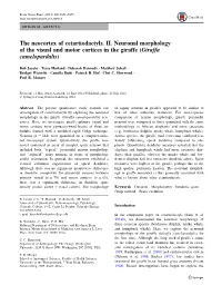 The Neocortex of Cetartiodactyls. II. Neuronal Morphology of the Visual and Motor Cortices in the Giraffe (Giraffa Camelopardalis)