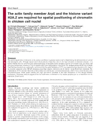 The Actin Family Member Arp6 and the Histone Variant H2A.Z Are Required