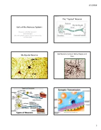 Cells of the Nervous System: the “Typical” Neuron Multipolar Neuron