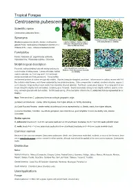 Centrosema Pubescens Scientific Name  Centrosema Pubescens Benth