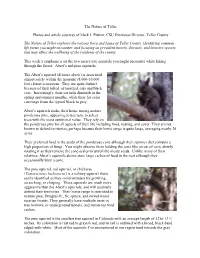 Aberts-And-Pine-Squi