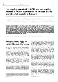 (UCP2) and Uncoupling Protein-3 (UCP3) Expression in Adipose Tissue and Skeletal Muscle in Humans