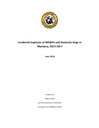 Incidental Captures of Wildlife and Domestic Dogs in Montana, 2012-2017