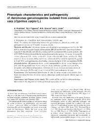 Phenotypic Characteristics and Pathogenicity of Aeromonas Genomospecies Isolated from Common Carp (Cyprinus Carpio L.)