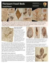 Fossil Plants