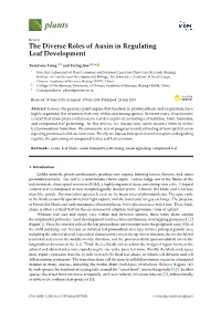 The Diverse Roles of Auxin in Regulating Leaf Development