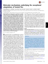 Molecular Mechanisms Underlying the Exceptional Adaptations of Batoid Fins