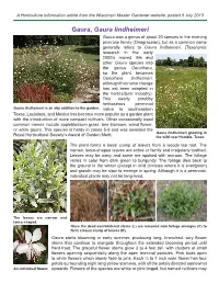 Gaura, Gaura Lindheimeri Gaura Was a Genus of About 20 Species in the Evening Primrose Family (Onagraceae), but As a Common Name Generally Refers to Gaura Lindheimeri