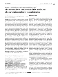 The Microtubule Skeleton and the Evolution of Neuronal Complexity in Vertebrates