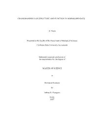 Cranial Morphology and Bite Force in Bats