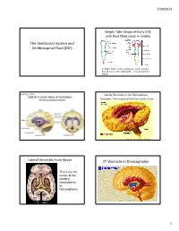 The Ventricular System and Cerebrospinal Fluid (CSF) 3Rd Ventricle in Diencephalon