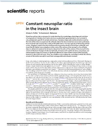 Constant Neuropilar Ratio in the Insect Brain Alexey A