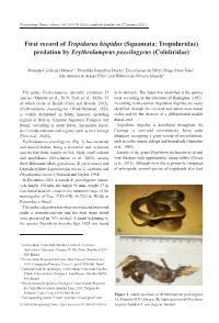 Squamata: Tropiduridae) Predation by Erythrolamprus Poecilogyrus (Colubridae