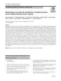 Morphological and Molecular Identification of Ixodid Tick Species (Acari: Ixodidae) Infesting Cattle in Uganda