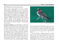 Cliff Swallow Petrochelidon Pyrrhonota Bottles Made of Mud Pellets and Stuck to Bridges and Buildings, Cliff Swallow Nests Are P