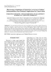 Discovering a Population of Tylototriton Verrucosus (Caudata: Salamandridae) from Thailand: Implications for Conservation