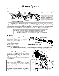 Urinary System Intermediate Mesoderm