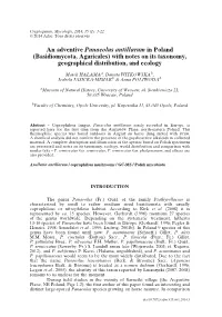 An Adventive Panaeolus Antillarum in Poland (Basidiomycota, Agaricales) with Notes on Its Taxonomy, Geographical Distribution, and Ecology