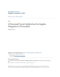 A Neuronal Circuit Architecture for Angular Integration in Drosophila Jonathan Green