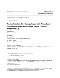 Relative Attraction of the Cabbage Looper Moth (Trichoplusia Ni (Hübner)) to Wild-Type and Transgenic Tomato (Solanum Lycopersicum L.)