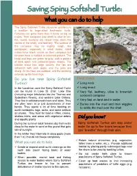 Spiny Softshell Turtle: What You Can Do to Help the Spiny Softshell Turtle (Apalone Spinifera) Is a Medium to Large-Sized Freshwater Turtle
