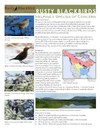Rusty Blackbird Fact Sheet