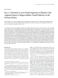 Nav 1.1 Channels in Axon Initial Segments of Bipolar Cells Augment