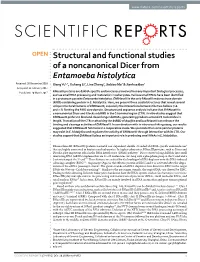 Structural and Functional Studies of a Noncanonical Dicer From