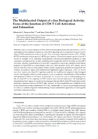 The Multifaceted Output of C-Jun Biological Activity: Focus at the Junction of CD8 T Cell Activation and Exhaustion