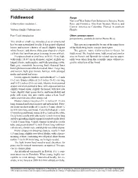 Citharexylum Caudatum L