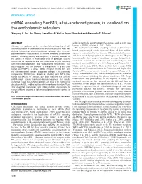 Mrna Encoding Sec61β, a Tail-Anchored Protein, Is Localized on the Endoplasmic Reticulum Xianying A