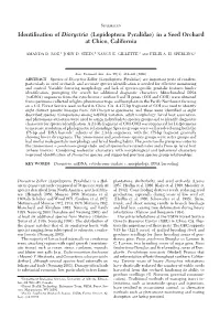 Identification of Dioryctria