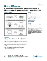 A Putative Mechanism for Magnetoreception by Electromagnetic Induction in the Pigeon Inner Ear
