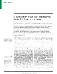 Specification of Synaptic Connectivity by Cell Surface Interactions