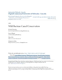 Wild Bactrian Camel Conservation Richard P
