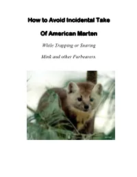 How to Avoid Incidental Take of American Marten