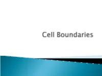 Cell Boundaries