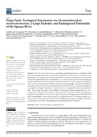 Deep Pools: Ecological Sanctuaries for Steindachneridion Melanodermatum, a Large Endemic and Endangered Pimelodid of the Iguaçu River
