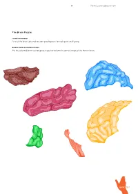 The Brain Puzzle a Set of the Brain Coloured Sections Puzzle Pieces For