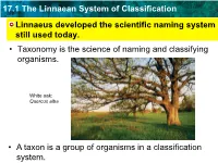 17.1 the Linnaean System of Classification Linnaeus Developed the Scientific Naming System Still Used Today