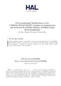 Post-Translational Modifications of the CARMA1-BCL10-MALT1 Complex