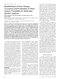 Identification of Sour Orange Accessions and Evaluation of Their