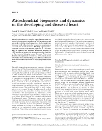 Mitochondrial Biogenesis and Dynamics in the Developing and Diseased Heart