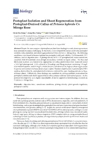 Protoplast Isolation and Shoot Regeneration from Protoplast-Derived Callus of Petunia Hybrida Cv